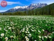 Boulder Mountain Wilderness Wildflower