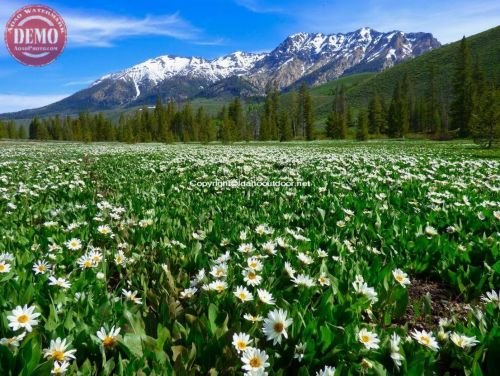 Boulder Mountain Wilderness Wildflower