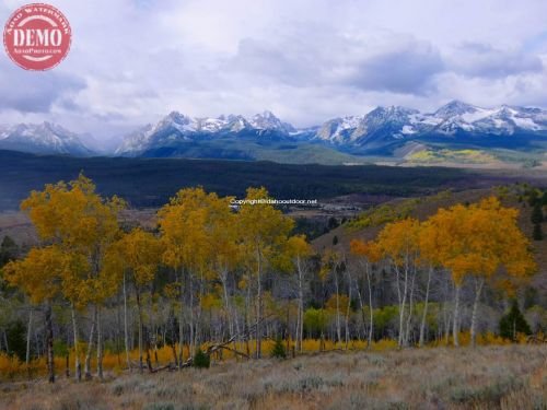 Sawtooths Aspen Tree Fall Colors