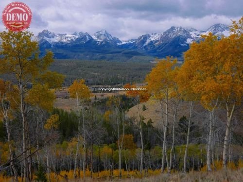 Aspen Trees Sawtooths Fall Colors