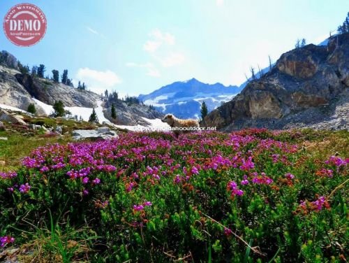 Goat Lake Cirque Basin Wildflowers Sophie