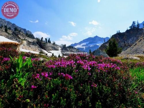 Goat Lake Cirque Basin Wildflowers