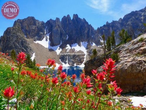 Indian Paint Brush Thompson Cirque Lake