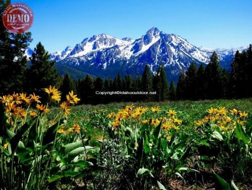 McGown Peak Sawtooths Wildflowers