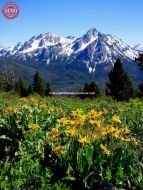 McGown Peak Sawtooth Wildflowers