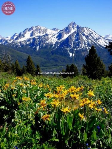 McGown Peak Sawtooth Wildflowers