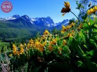 Summer Wildflowers Fishhook Ridge