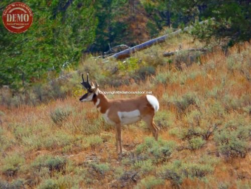 Pronghorn White Cloud Mountains