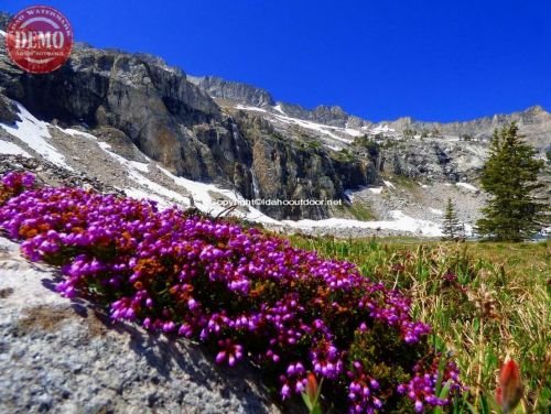 Wildflowers Kane Lake