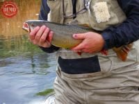 Silver Creek Brown Trout