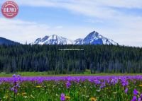 Wildflowers McGown Peak Sawtooth