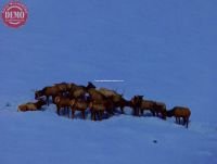 Elk Wintering Smoky Mountains Idaho