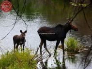 Moose Baby North Fork Wood River