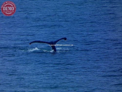 Humpback Whale Alaska