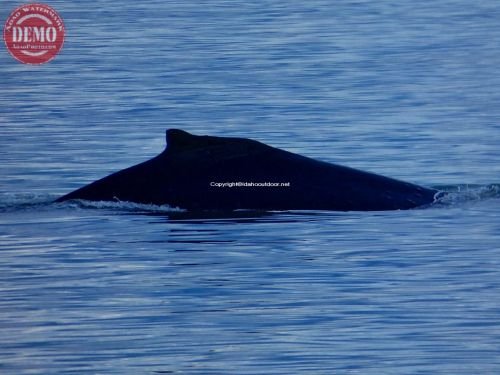 Alaska Humpback Whale