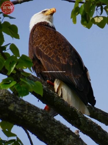 Bald Eagle Sitka Alaska