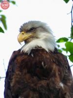Alaska Bald Eagle Sitka
