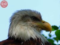 Sitka Alaska Bald Eagle