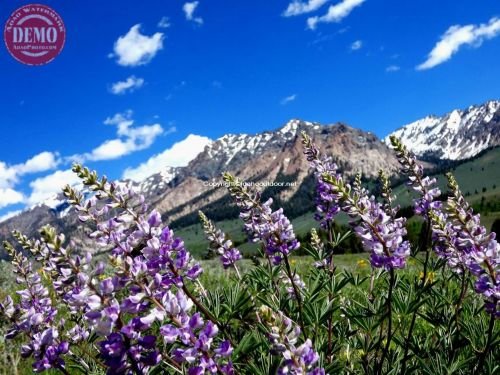 Lupine Boulder Mountain Wilderness