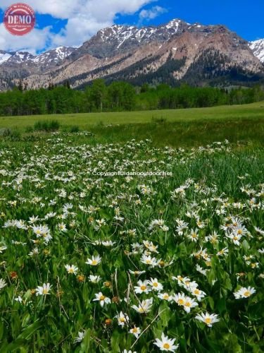 Wildflowers Boulder Mountain Wilderness