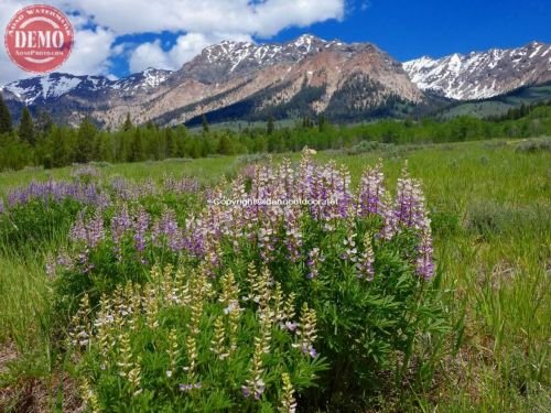 Boulder Mountain Wilderness Lupine