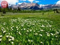 Wildflower Boulder Mountain Wilderness