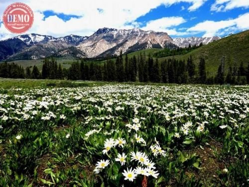 Wildflower Boulder Mountains Wilderness