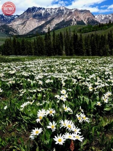Wilderness Wildflower Boulder Mountains