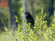 Redwing Black Bird Salmon River Mountains