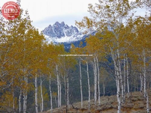 Aspen Sawtooth Fall Colors Fishhook