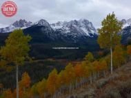 Fishhook Aspen Sawtooth Fall Color