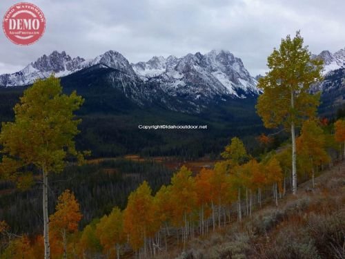 Fishhook Aspen Sawtooth Fall Color