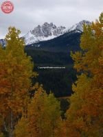 Fall Color Fishhook Aspen Sawtooth