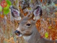 Deer Sawtooth Wilderness Idaho