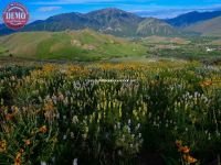 Wildflowers Bald Mountains Sun Valley