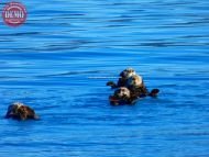 Sea Otters Harvard Glacier Alaska