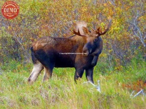 Alaska Moose Fall