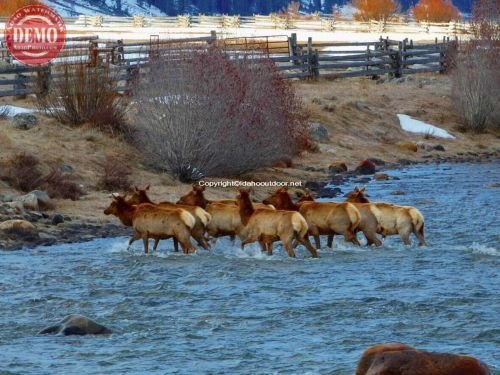 Crossing Salmon River Elk Herd