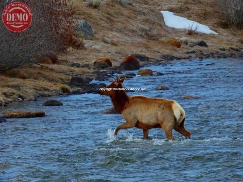 Crossing Salmon River Elk