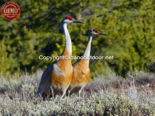 Sandhill Cranes Boulder Mountains